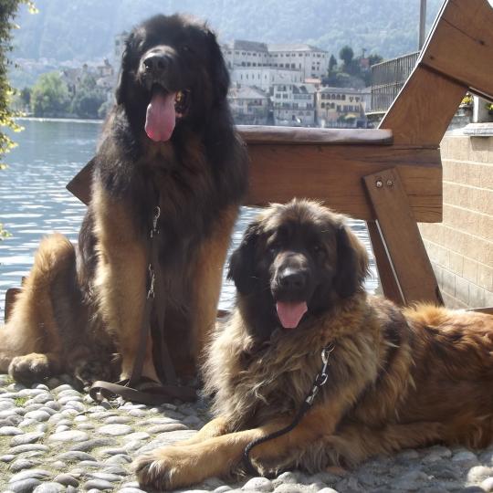 Leonberger