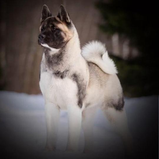 Akita american