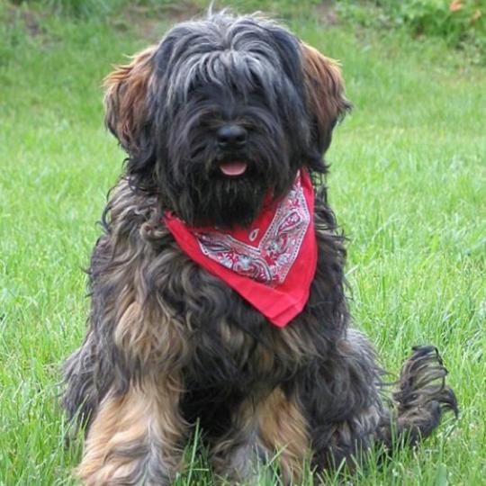 Terrier Tibetan