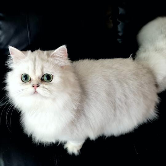 Pisică persană