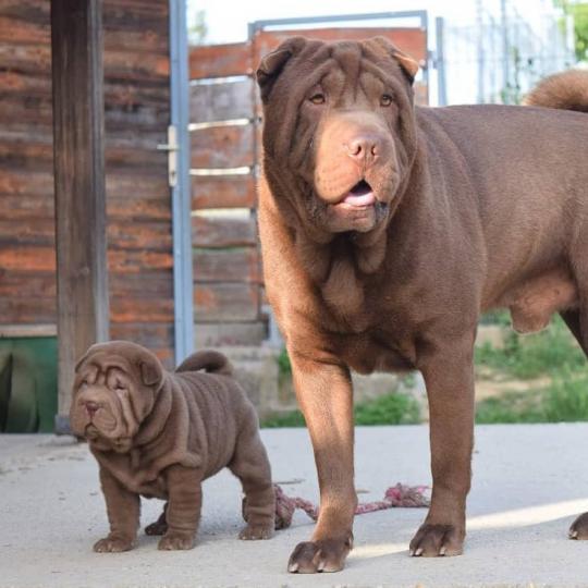 Shar pei