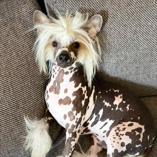 Câine chinezesc cu creastă