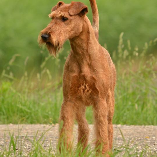 Terrier irlandez