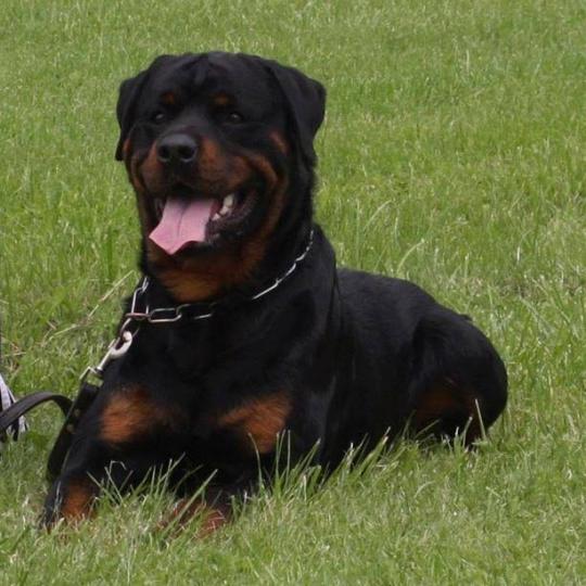 Rottweiler