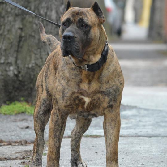 Presa Canario