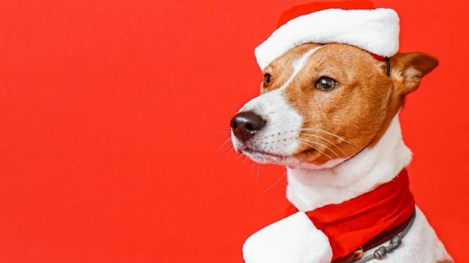 Idei de cadouri de Crăciun pentru câinele tău