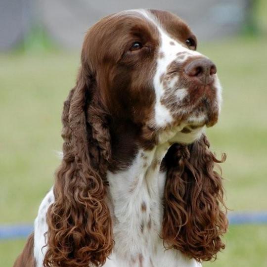 Springer Spaniel englez