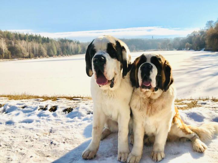 Saint-Bernard