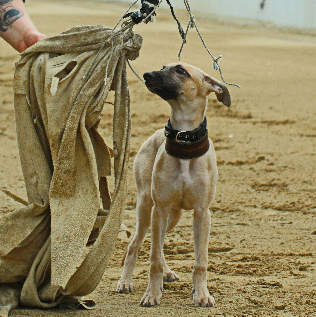 kölyök whippet versenypályán