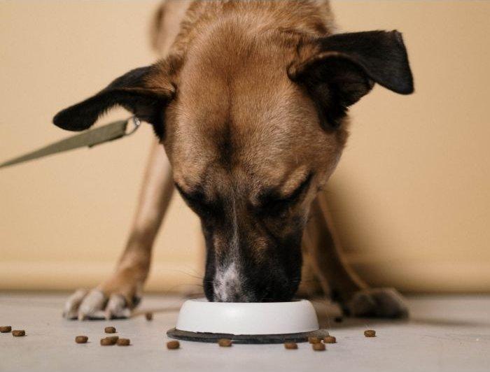 Hrănirea câinilor