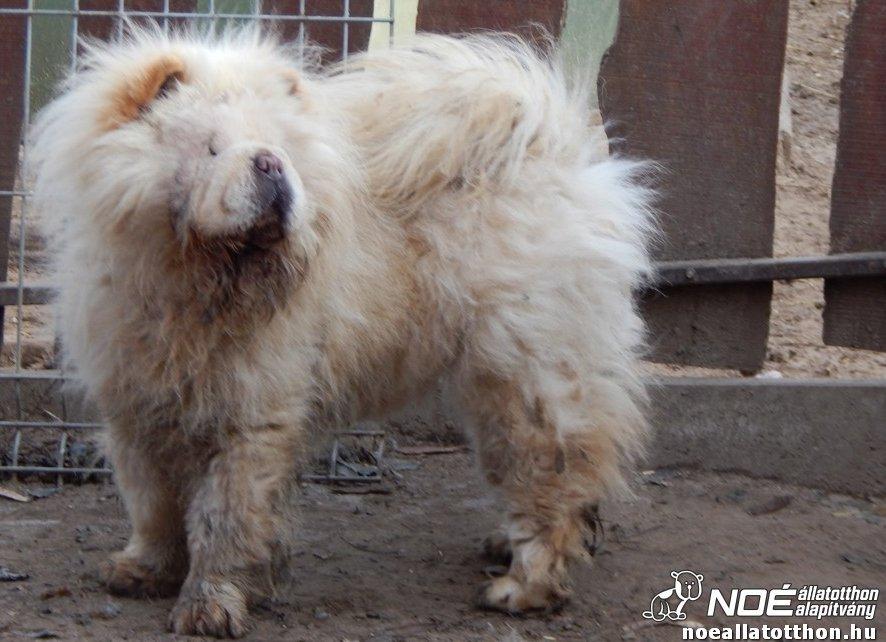 Câine salvat de adăpostul de animale Noe