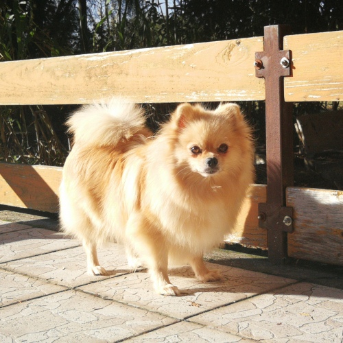 Zoé (pomerániai törpespitz)