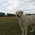 Kuvasz