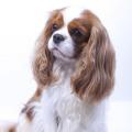 Cavalier King Charles spániel