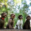 Lagotto romagnolo