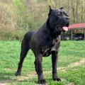 Cane corso