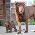 Shar pei