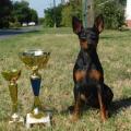 Pinscher pitic