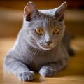 Chartreux