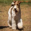 Fox Terrier sârmos