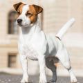 Jack Russel terrier