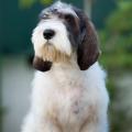 Petit Basset Griffon Vendéen