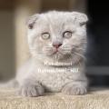 Scottish Fold