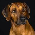 Rhodesian Ridgeback