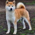 Shiba inu