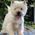 West Highland white terrier