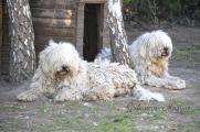 Komondor