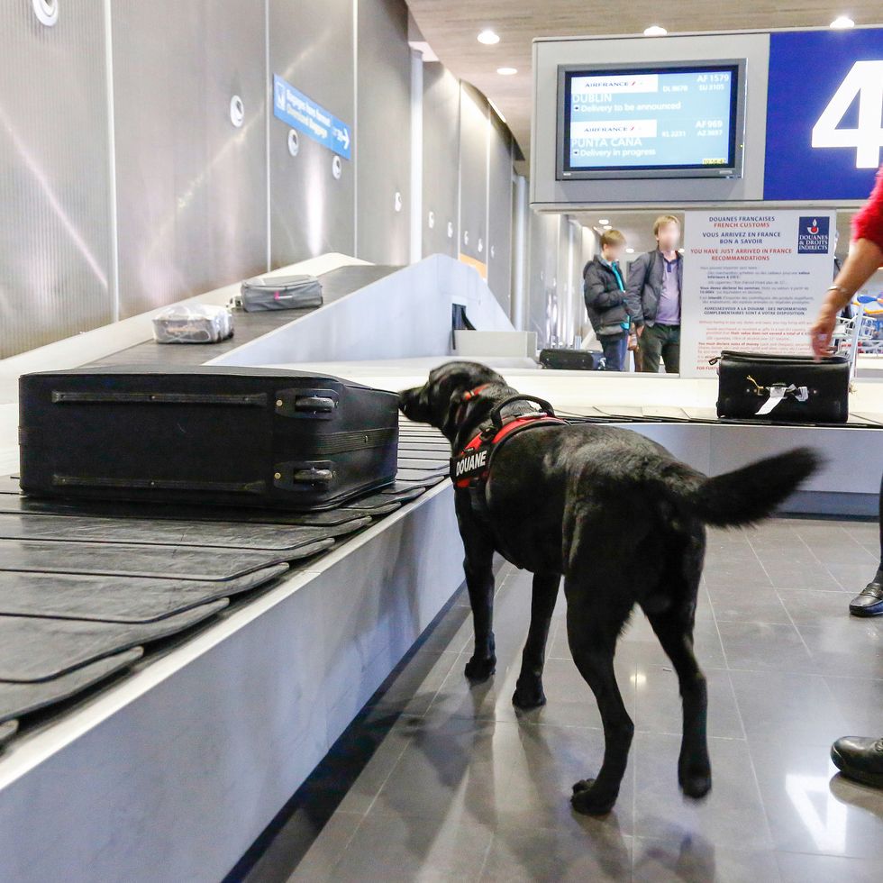 Curiozități despre câinii care caută droguri